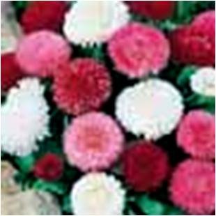 Daisy Mix Flower Seeds (Pack of 100 Seeds)-picture-31