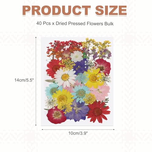 Hojas de Flores Secas Prensadas x40 para Manualidades miniatura 2