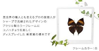Amazon.co.jp: 蝶の標本 コノハチョウ Kalima inachus 木葉