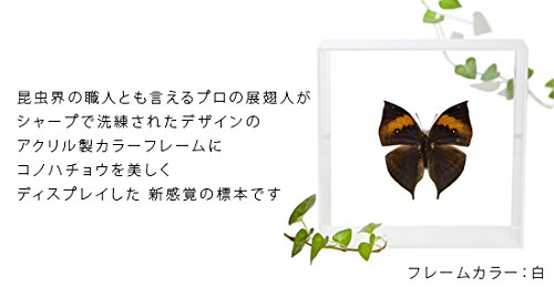 蝶の標本 木製フレーム41✖️51cm lis-caf2021w-n1.jpg