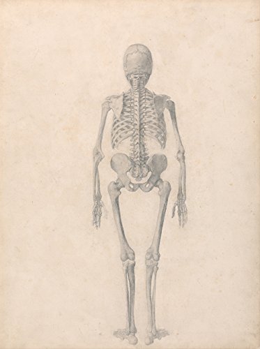 George Stubbs Human Anatomical Structure grand poster mat sans reflet