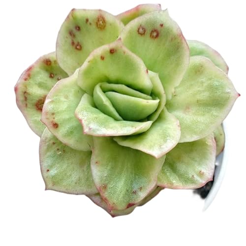 観葉植物 多肉植物 錦」の人気商品一覧 | 安い商品を通販サイトから