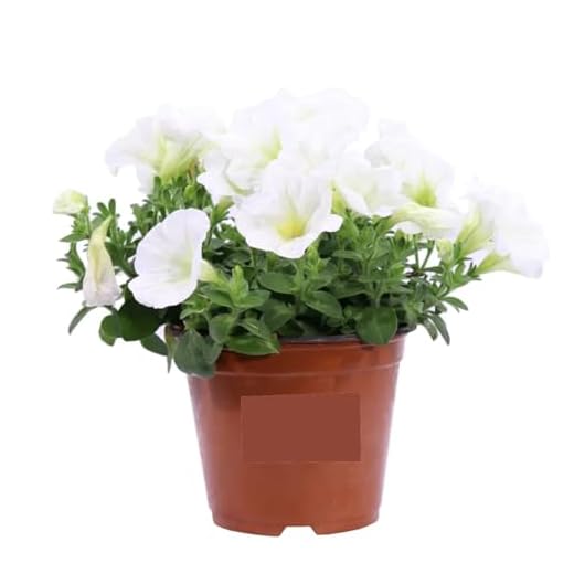 Fiori per balconi estivi: il tuo spazio outdoor in un'oasi di colore 4 Petunia Bianca 3 Pezzi | Pianta Fiorita da Esterno in Vaso o Giardino | Fioritura Abituale e Colorata | Ideale per Balconi, Terrazzi, Aiuole | Facile da Coltivare