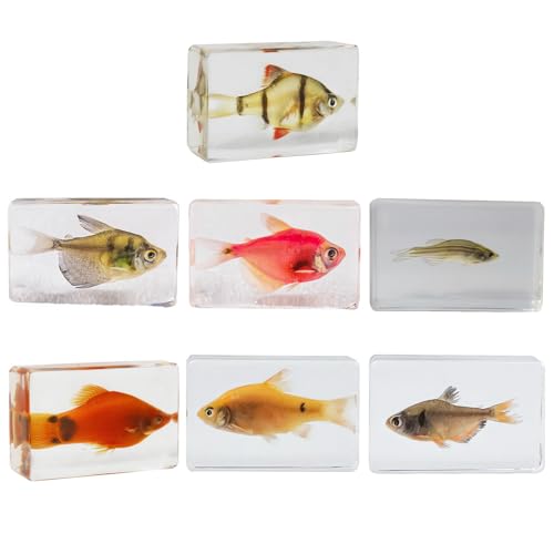 Image of Taxidermy Fish 7pcs, Real Sea Oceans Animals Fish Specimens in Resin Preserved, Clear for Closer-Look & Study, Science Educational Classroom Specimen for Home Office Ornament Gift (1.8x1.2x0.7-inch)