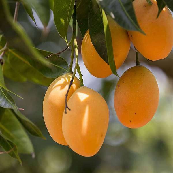 Mphmi Live Plants Mango Tree of Poorvabhadrapada Nakshatra Aquarius or Kumbha Rashi Plant (B0B47D1NNB) Amazon Price History, Amazon Price Tracker