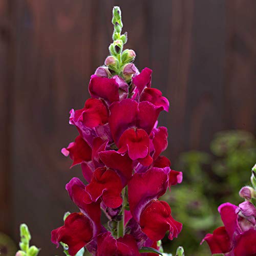 Seeds4Planting - Seeds Ruby Snapdragon Giant Annual Flowers Non Gmo #TOP6