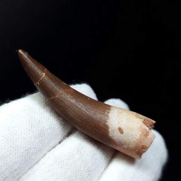 Amazon.co.jp: プレシオサウルス 化石 歯 本物 モロッコ産 48.97mm