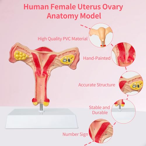 Image of SFXYJ Human Female Uterus Ovary Anatomy Model, Life Size Reproductive Organ shows Vagina Bilateral Ovarian with Product Manual Card and Base, PVC for School Teaching Demonstration and Research