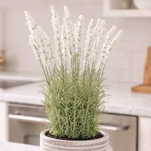 Image of Garden Art Artificial Lavender Plant with Pot - Flocked Purple Lavender Flowers in Textured Pot, Perfect for Home Decor, Office Desk & Gift Use (P-0230White)