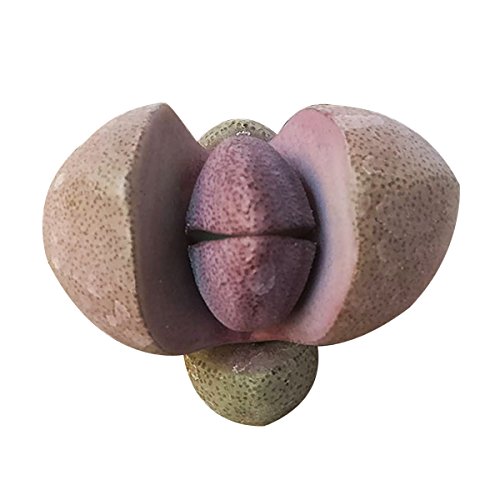 Pleisopilos nelii cv. Royal Flush Purple Split Rock Succulent (2''