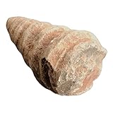 Sie erhalten fossile echte, ausgesuchte und besondere versteinerte Turmschnecke von Steinfixx