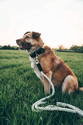Embark Pets Country Dog Rope Collar - Braided Cotton And Rolled Leather Dog Collar For Small Dogs - Durable Dog Collars For Small Dogs And Strong Build For Training, Walking, Running (Small, White) #TOP4