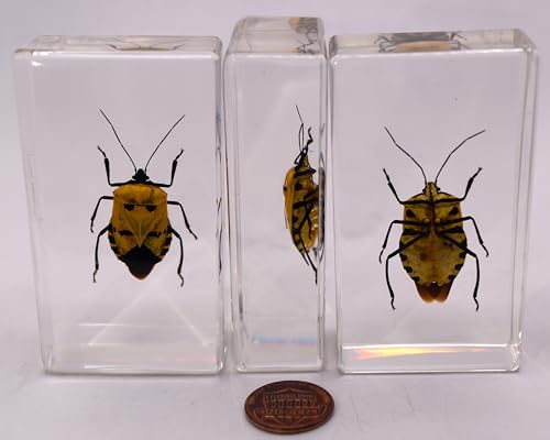 Image of 2.9 inch Real Man-Faced Stink Bug in Crystal Clear Lucite Resin Specimen Preserved Catacanthus Incarnatus Insect Bugs Taxidermy Collection for Biology Science Education & Desk Ornament Display Supplies