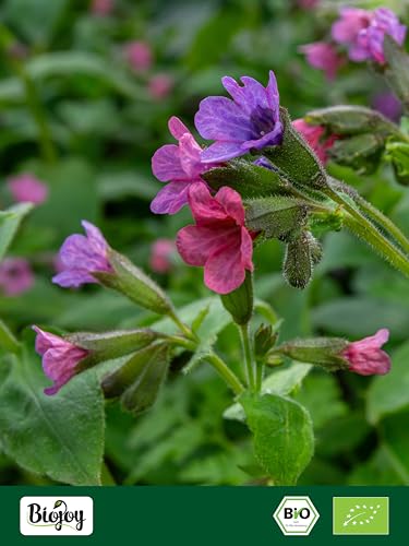 Biojoy BIO-Lungenkraut Tee (100 g), Lungenkraut getrocknet und geschnitten (Pulmonaria officinalis)