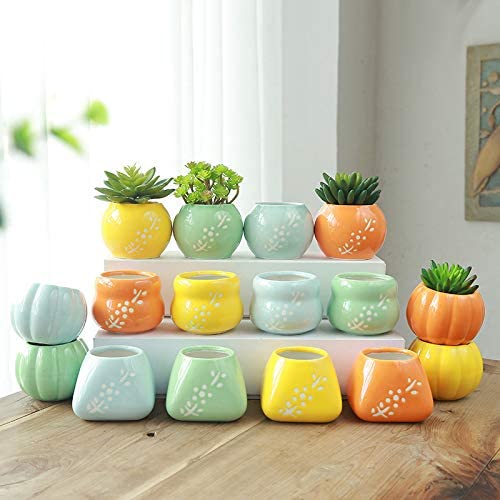 Pots de plantes succulentes citrouille pour déco de table moderne
