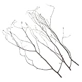 branches bouleau decoration Branches de bouleau naturelles : embellissez votre intérieur avec ces branches décoratives, qui apportent charme raffiné et une touche naturelle à votre décoration. elles peuvent également servir de garniture pour vases, couronnes de mariage ou pour vos compositions