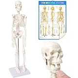 Mini-Mensch-Skelett-Modell Für Anatomie, 17,7