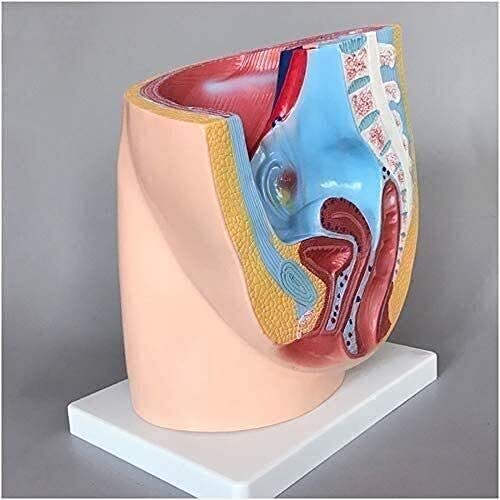 Modelo de anatomia de órgão humano, modelo anatômico pélvico feminino, seção sagital mediana, sistem