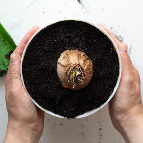 Amaryllis for Planting Now UK Perennial Good for Containers Excellent Display Plant Bulbs Ornamental Greening Flower Natural Organic Easy Plant Perennial -2bulbs-C