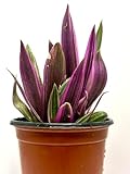 Rhoeo Tricolor Tradescantia Spathacea Rare Tradescantia Dwarf Tricolor Oyster Grow Indoor or Outdoor 4'' Foliage Plant