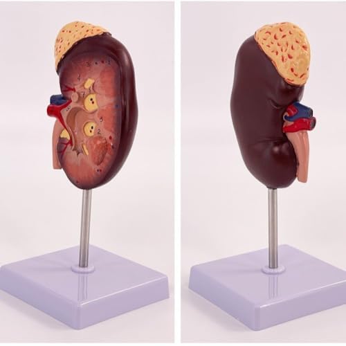 Modèle d'organes anatomiques du rein avec structure détaillée - 4