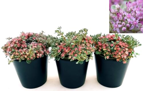 POWERS TO FLOWERS - SEDUM CAUTICOLA, 3 PIANTE, piante vere