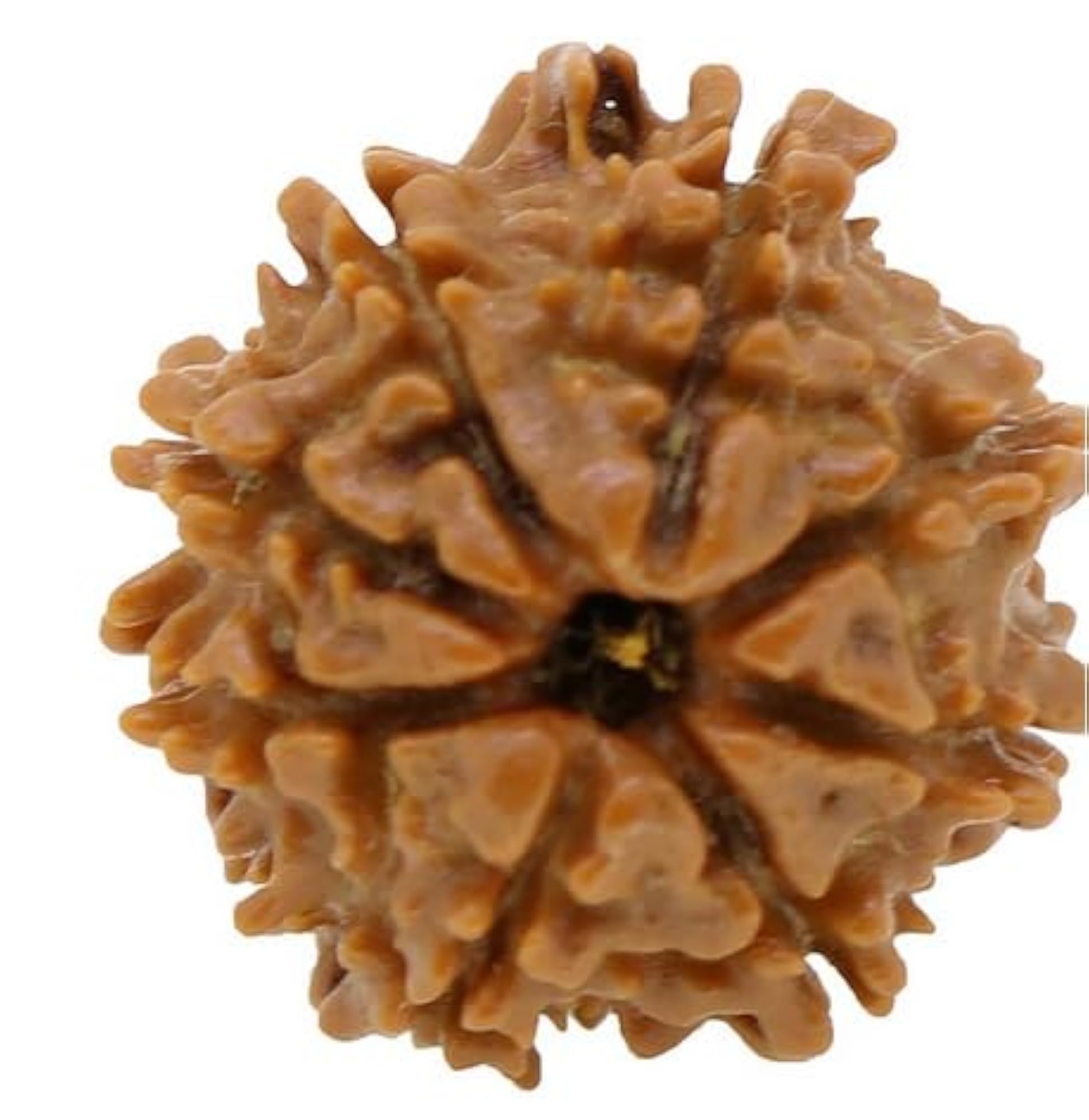 Original Eight Face Rudraksha Nepali Beads, IGL Lab Certified