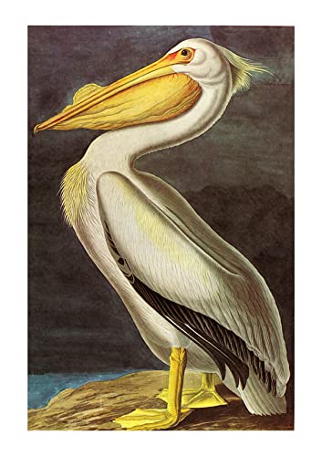 Affiche Pelican de John James Audubon par Spiffing Prints, finition Matte haut de gamme encadrée