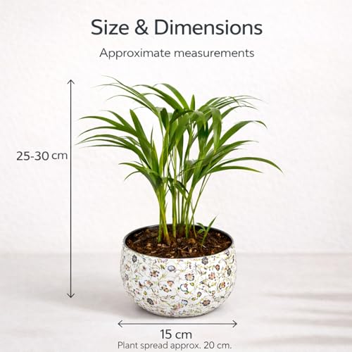 Image of Amulya Farms Indoor Plants for Home | Areca Palm Plant In Premium Floral Print Metal Pot | Air Purifying Plants For Home | Live Plants with Pots For Living Room and Office Decoration