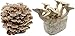 Produktbild Bio Pilzzucht-Pärchen, 2 Compact Fertigkulturen zum Sparpreis: Kräuterseitling + Shiitake