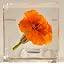 French Marigold Flower
