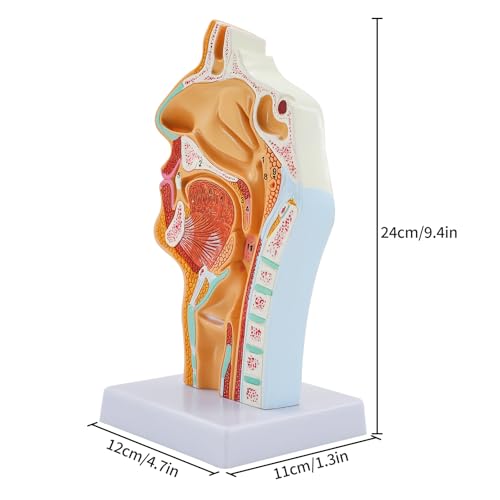 Nasen HöHlen Hals Anatomie Modell, Menschliches Anatomisches Pharynx Larynx Modell, für Studenten Studien Display Lehre
