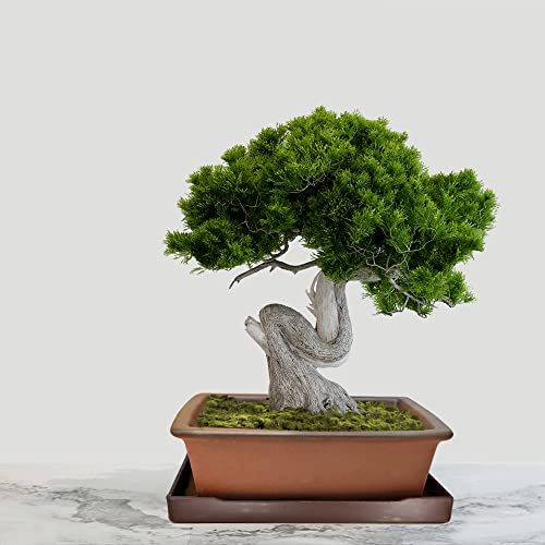 Muzhi Decorative Ceramic Bonsai Planter Pot 8.5 Inch With Tray, Breathable Unglazed Rectangle Terracotta Clay Pot For Tree Succulent Cactus Indoor Outdoor Red Brown #TOP5