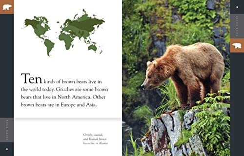 Amazing Animals: Brown Bears 1628320877 Book Cover