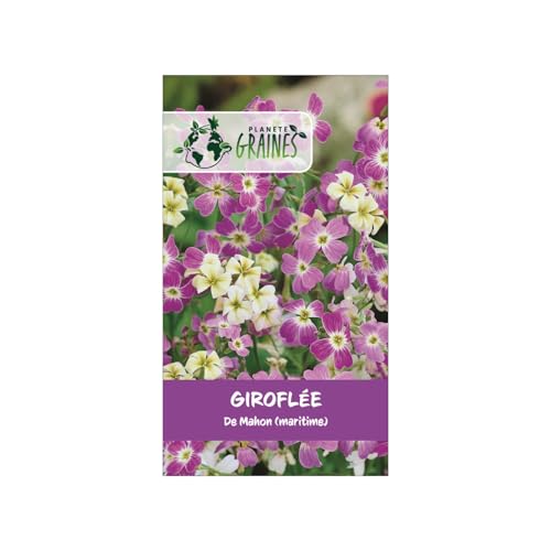 500 Graines de Giroflée de Mahon (Malcolmia maritima) - Fleurs Parfumées Rose et Mauve -...