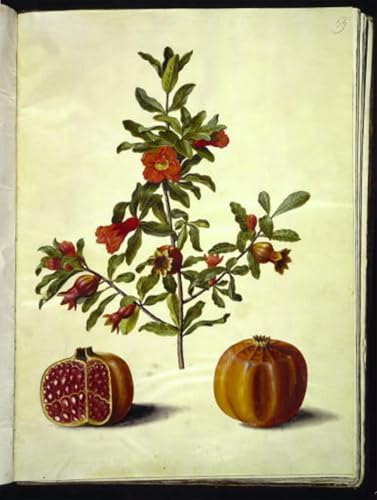 Affiche Toile Punica Granatum Holtzbecker reproduction haut de gamme pour grand salon