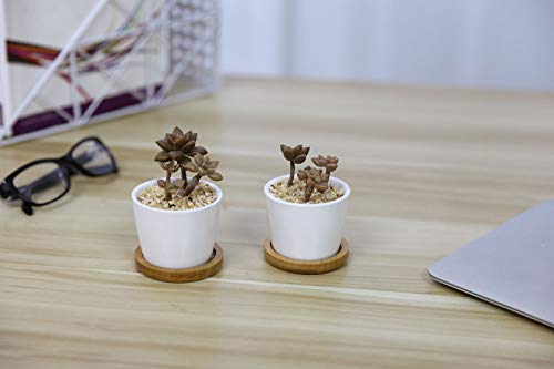 Süße Mini-Übertöpfe Für Sukkulenten – Tier-Design Zum Bepflanzen (Schnecken-Form)