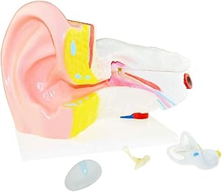 Human Ear Anatomical Model,Human Anatomy Science Models-6 Times Larger Human Body Organ Anatomy PVC Plastic Medical Teaching Aid Tool,Biology Science and Educational Instrument