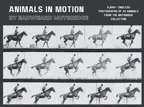 Animals In Motion