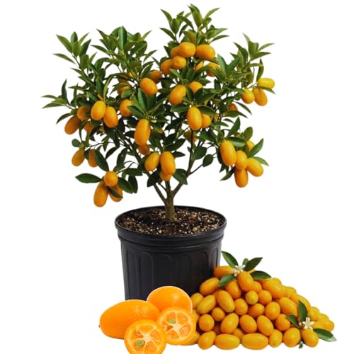 Meiwa Kumquat Tree Live Plant Orange Citrus Fruit Tree Plant Live Pot 2 Years Old 2-3Ft Tall for Home Orchard Patio Outdoor