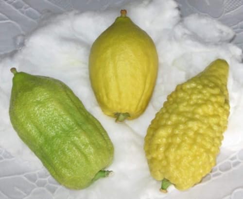 Etrog/Ethrog Semi-Dwarf Citron Tree, 24-36' Tall No Ship to Az Ca Fl La Tx HI AK