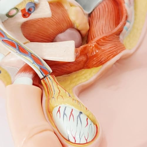Pelvis mâle 5 pièces AMITD pour l'éducation médicale et cours