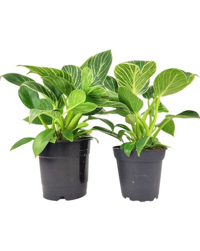Philodendron Birkin (4" Grower Pot) - Rare Variegated Houseplant - Easy to Grow, Easy to Care Low Light Houseplants - Colorful Foliage Air-Purifying Plant for Delivery Philodendron Birkin (4" Grower Pot) - Rare Variegated Houseplant - Easy to Grow, Easy to Care Low Light Houseplants - Colorful Foliage Air-Purifying Plant for Delivery