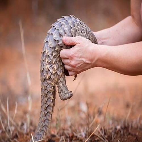 The Tragic Tale of the Pangolin The World's Most Trafficked Mammal