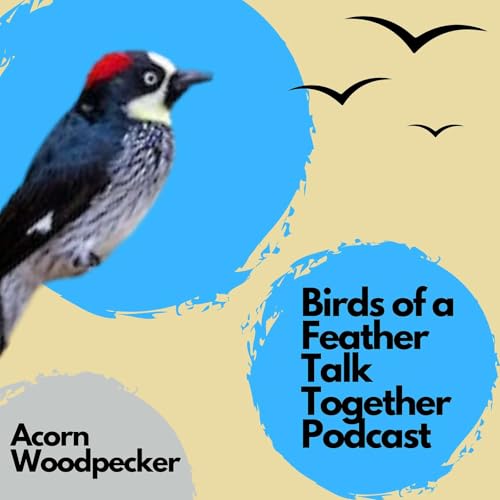132: Acorn Woodpeckers - Hoarding Hundreds of Pounds of Acorns?