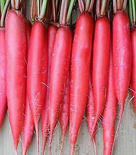 Golden Hills Farm Hybrid Red Mooli Radish long500+ seeds (B095XJKBRF) Amazon Price History, Amazon Price Tracker