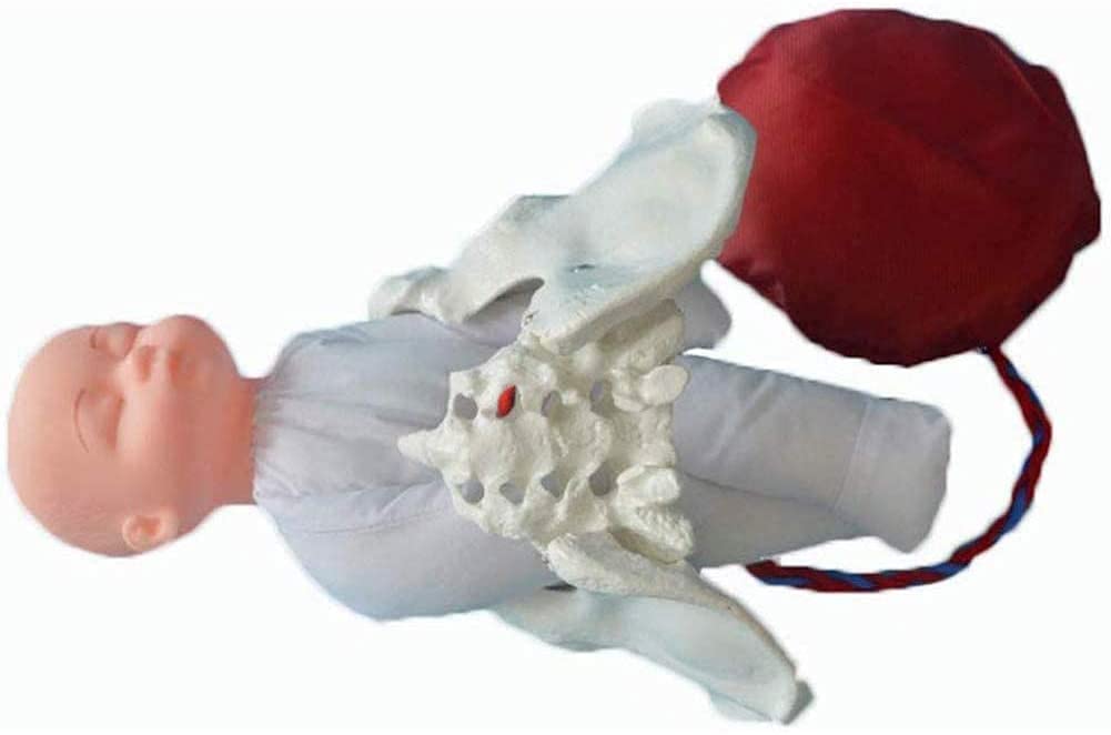ERNZI Simulazione di Parto Umano, Bacino Femminile E Bambino, Modello di Addestramento del Modello di Parto Dell'ostetrica, Feto/cordone Ombelicale/Placenta