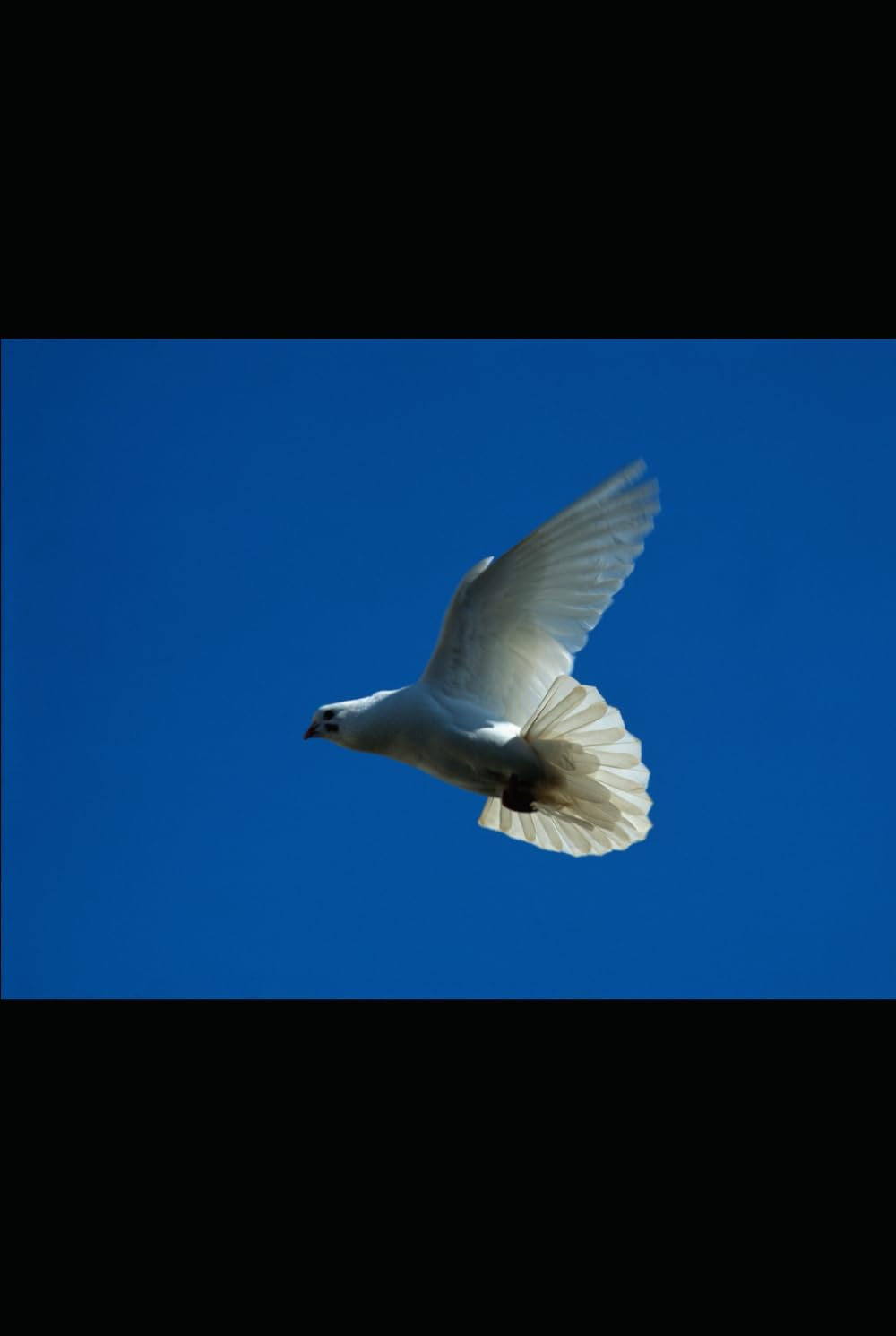 The Global Politics of Conflict Prevention