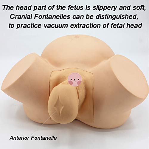 Modèle anatomique pelvic AMITD pour surmonter les difficultés de la simulation