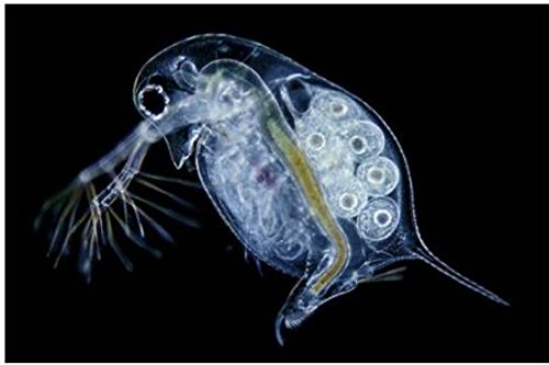 Gowe Binokular Stereo Biologie Mikroskop Binokular betrachten Mikroskop Body